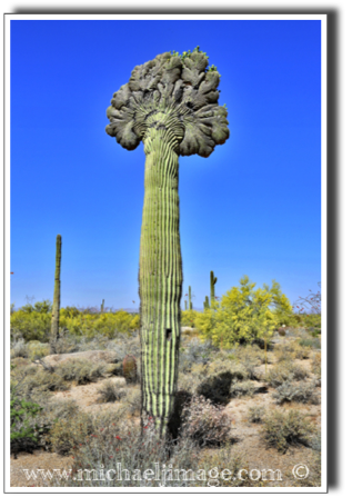 "crested saguaro"
pima-dynamite trail - scottsdale